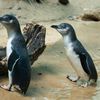 Photos, Video: This Colony Of Little Fairy Penguins Now Lives In The Bronx